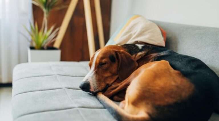 Top 10 Natural Relaxation Techniques for Dogs
