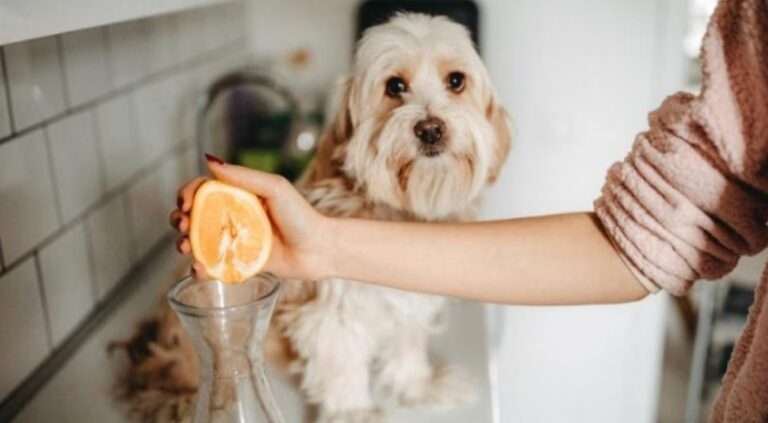 Can Dogs Eat Oranges? Benefits and Risks