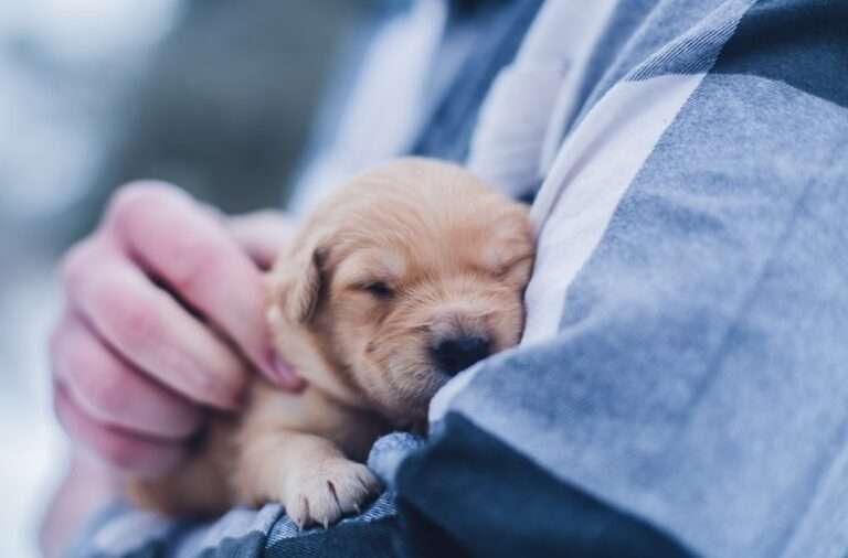Essential Guide to Caring for Newborn Puppies: Tips for a Healthy Start
