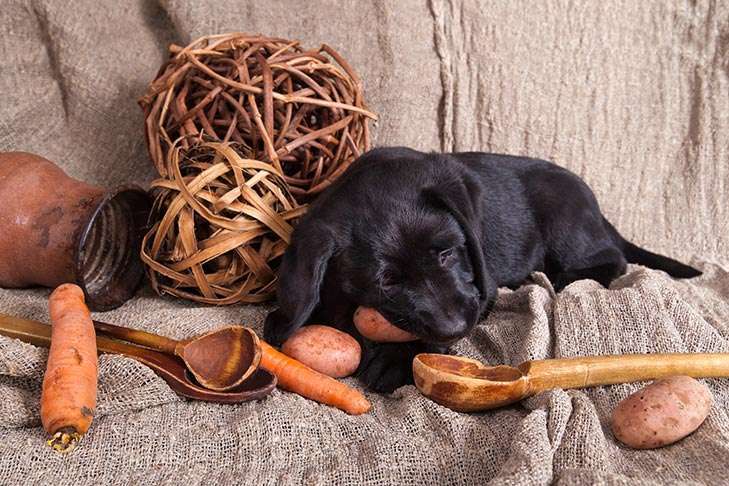 Can Dogs Eat Potatoes? Exploring the Benefits and Risks of This Common Human Food
