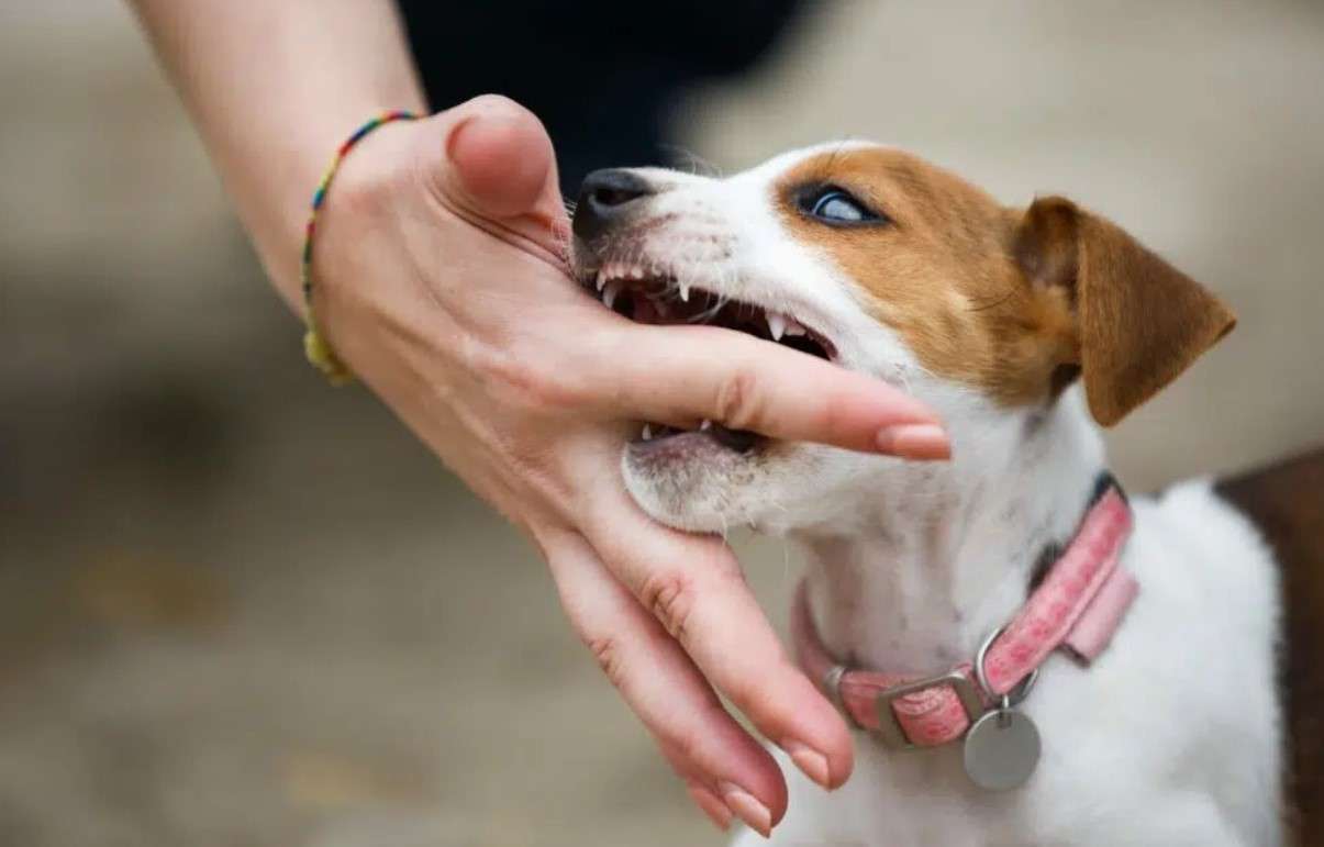 why do puppies bite?How To Stop a Puppy From Biting Doggo life