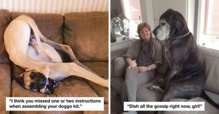 15 photos showing Great Danes as Giant Puppies