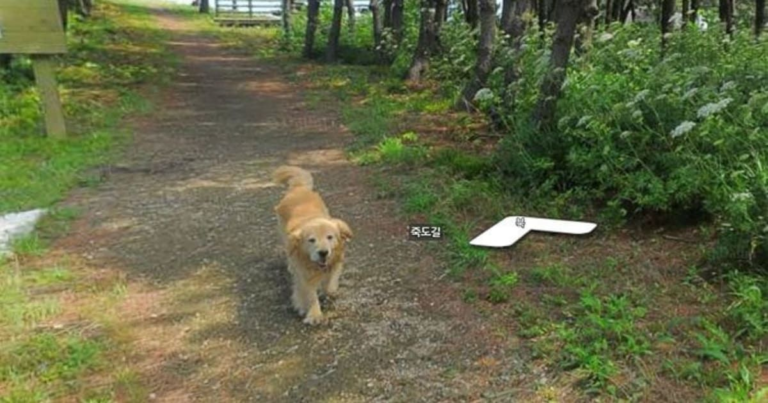 Cute dog appears in every street view photo after following the maps photographer
