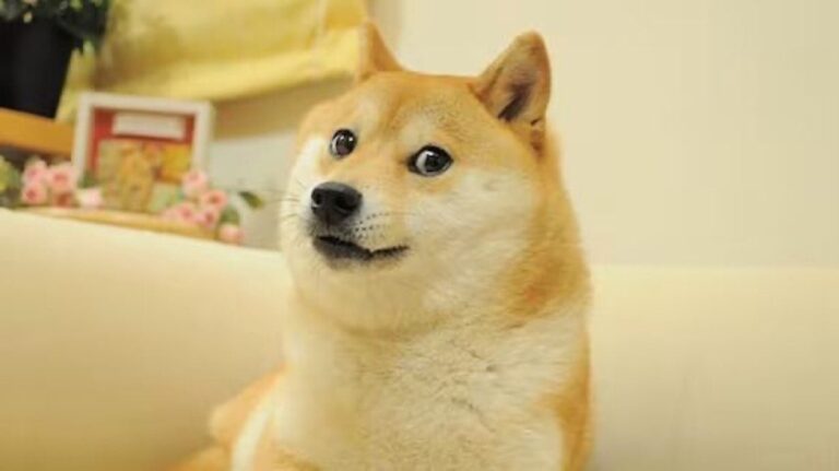 Dogecoin Dog, Kabosu, Passes Away After 14 Years as a Meme Icon