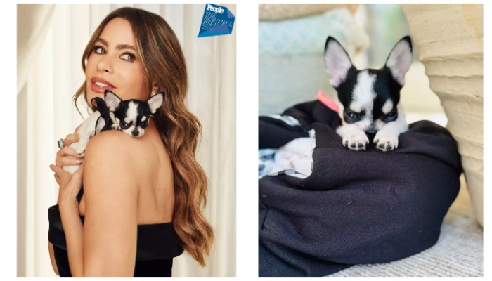 Adorable Snapshots Featuring Sofía Vergara’s Newest Dog, Amore
