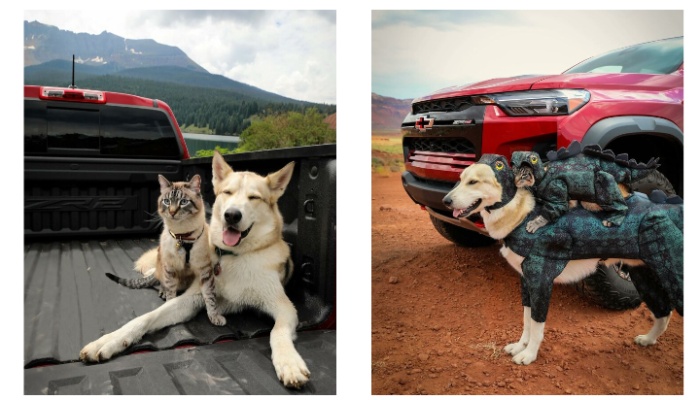 This Cat And Dog Are The cutest travel buddies! Check out their adorable pictures