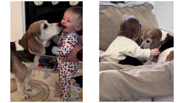Heartwarming TikTok Video Shows Instant Bond Between Toddler and Dog
