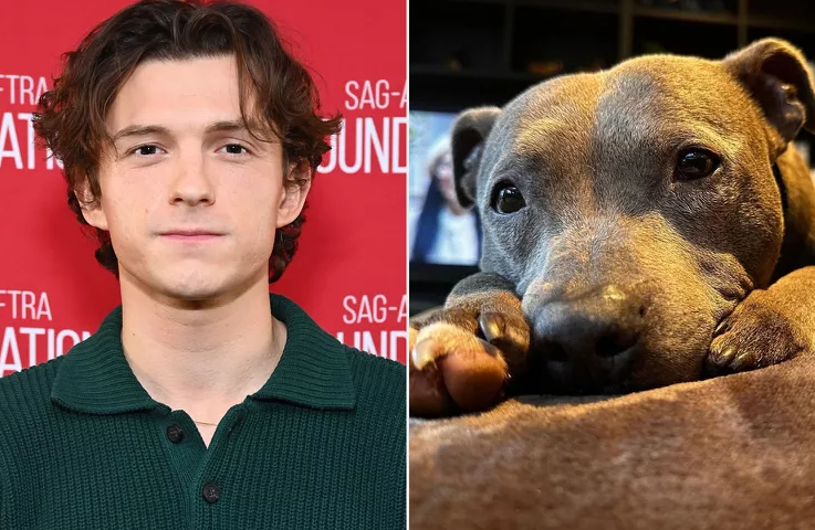 Tom Holland expresses his longing for his late dog Tessa in a heartfelt post, saying, ‘Missing my lady’