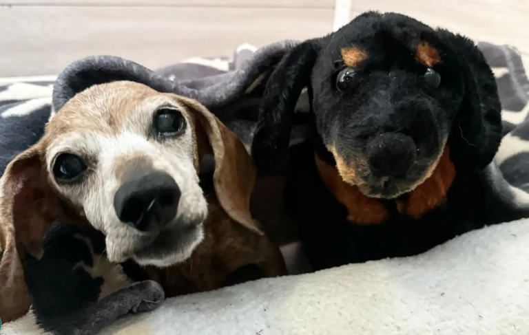 After Losing Her Best Friend, Senior Dog Meets His Twin