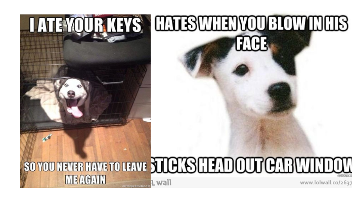 Memes that will show you what is going on inside a dog’s head