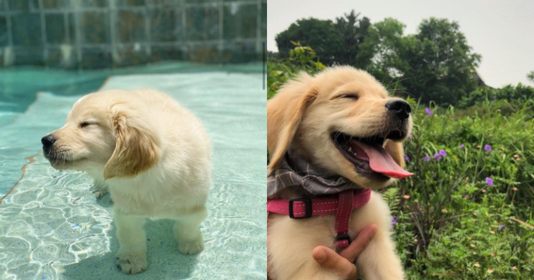 Humble Gallery Of Lovely Pupperinos