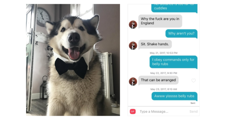 Man Created a Tinder Profile for His Dog, and the Conversations Are Absolutely Hilarious