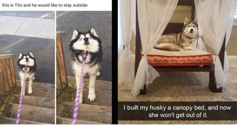 Hilarious Husky Memes for Every Husky Lover!