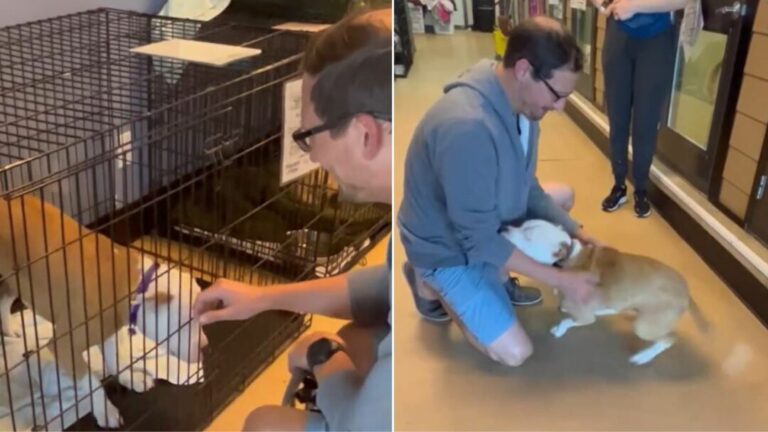 Blind Dog Returned Twice to the Shelter Finds Her Forever Home and Loving Dad