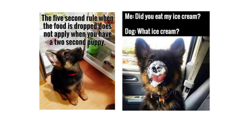 20 Goofy Memes Of German Shepherds That Will Make You Laugh All Day