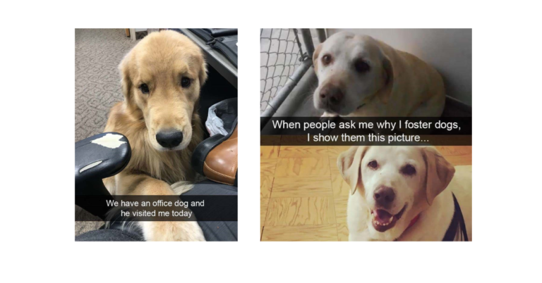 20 Adorable Doggo Snaps That’ll Warm Your Cold Heart