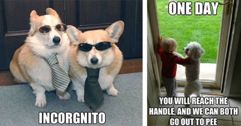 Nothin But Doggos: 20 Mood Lifting Memes For A Better Day