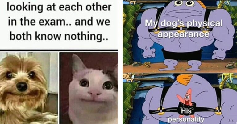 Hilarious Doggo Memes to Kickstart Your Week with a Pawsitive Vibe