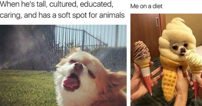 Chihuahua Memes That Deliver a smol Punch