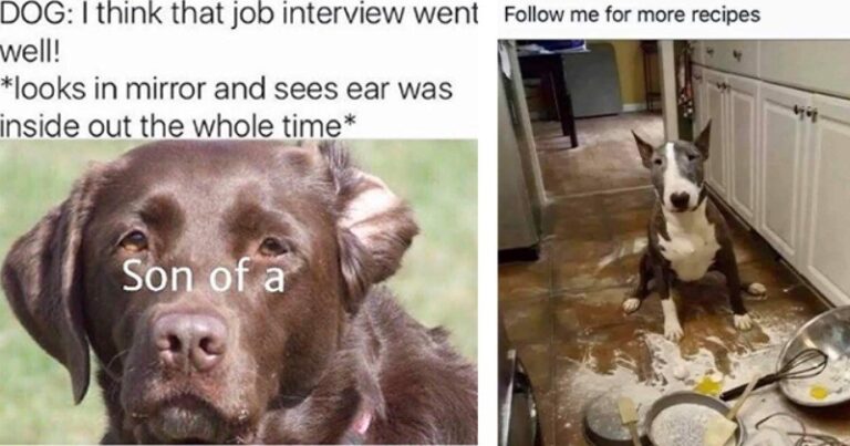 18 Hilarious Dog Memes to Brighten Your Day!