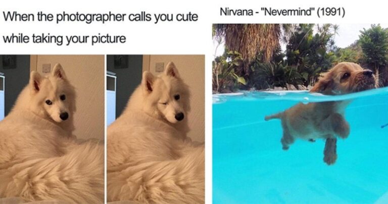 Cheerful Doggo Memes to Brighten Your Day