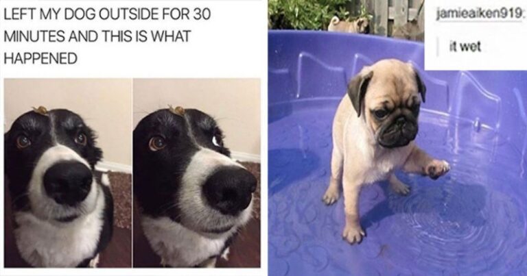 Fetchin’ Hot Doggo Memes (20 Dog Memes)