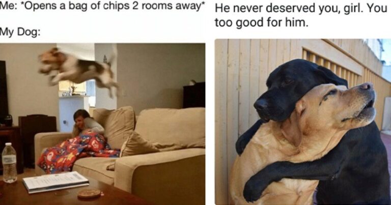 Nothin But Doggos: 20 Mood Lifting Doggo Memes For A Better Day