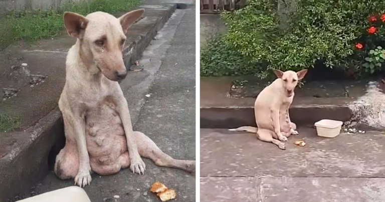 Heartbroken and alone, a dog sits by the roadside, his eyes pleading for the love and home he longs for.