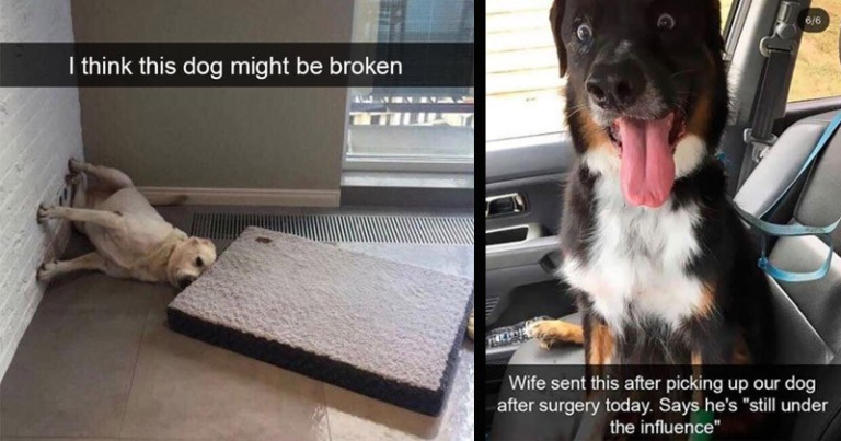 Adorably Derpy Dog Snaps That Will Melt Your Heart