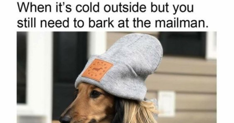 25 Hilarious Memes Capturing the Love-Hate Saga Between Dogs and Mailmen