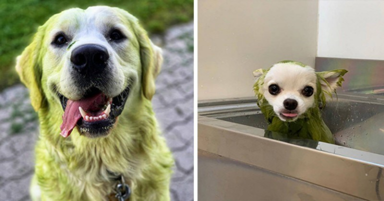 Dogs Who Rolled in Grass and Ended Up Looking Like the Hulk