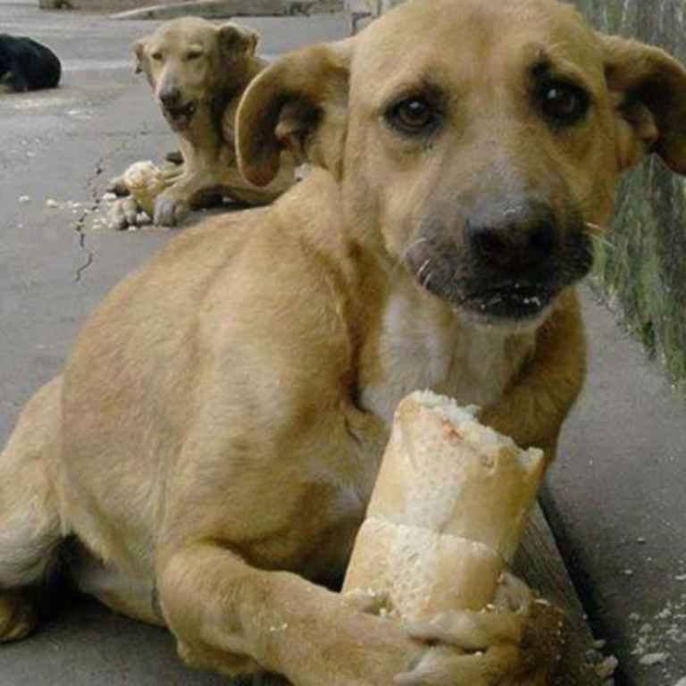 A Heartwarming Story of a Dog’s Birthday: Adorable Dog Hopes for 1 Million Shares to Celebrate His Birthday