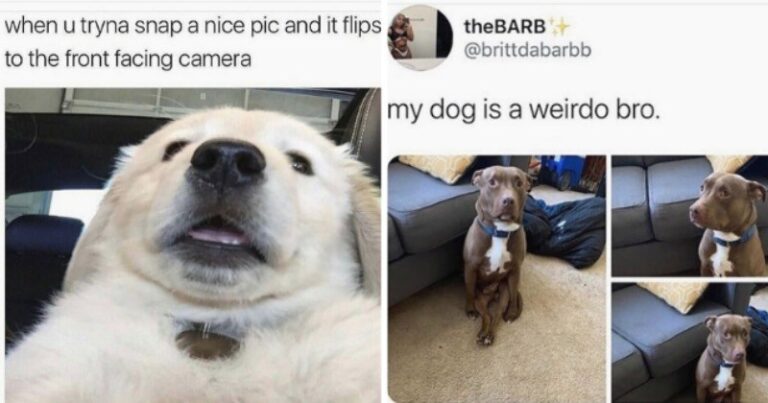 Freshly Dug Doggo Memes For Those Having A Ruff Day