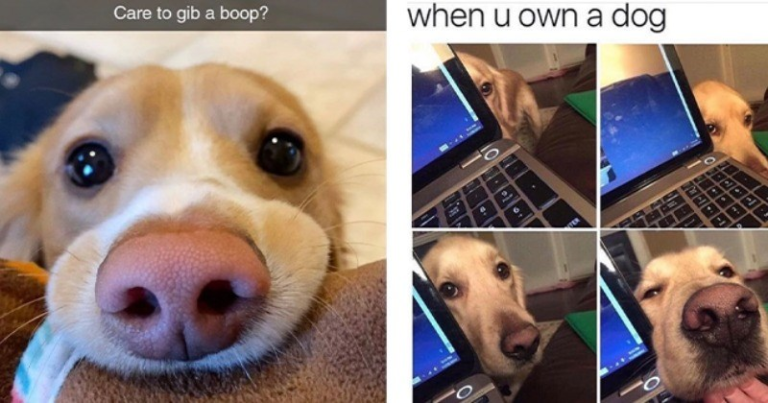 Fresh Doggo Memes Straight Off The Press