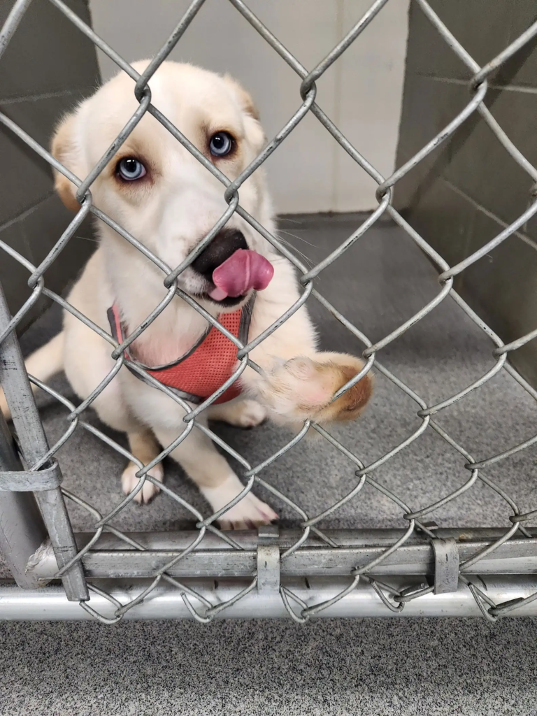 Lonely Shelter Dog Extends Paw for Love, Unaware of Her Uniqueness