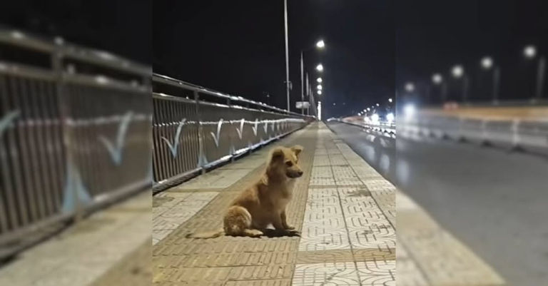 Devoted Dog Waited for Weeks on an Overpass—Until a Kind Stranger Rescued Him