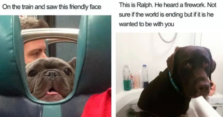 20 Uplifting Doggo Memes Full Of Wholesome Goodness