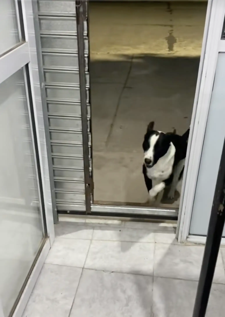 Loyal Pup Makes Sure He’s Always the Last Customer at This Bakery