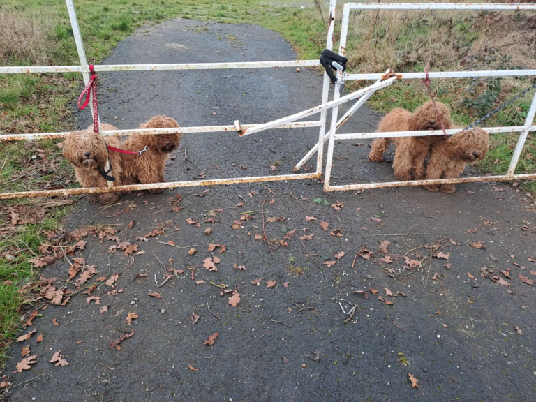 Biker Slams Brakes After Spotting Four Fluffy Puppies Tied to a Gate in the Pouring Rain