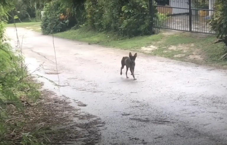 Mother Dog Guides Women Through Jungle to Her Puppies in Need of Rescue