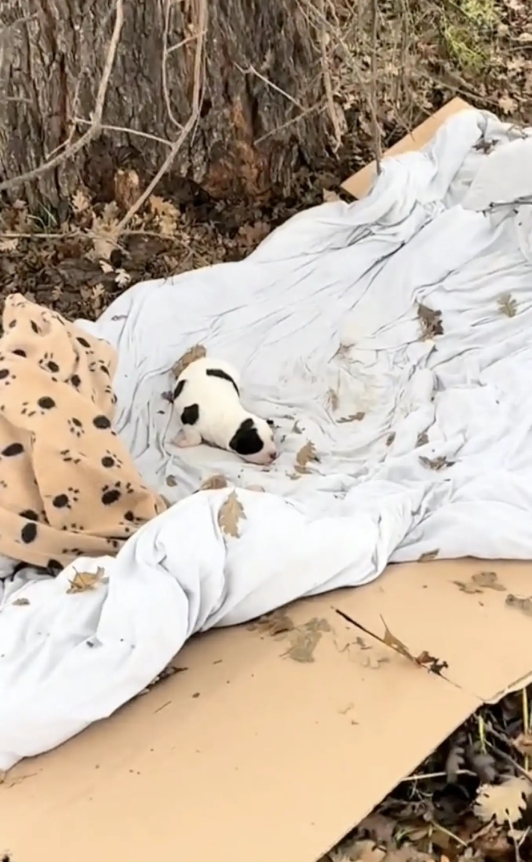 Woman Discovers Dog Living in a Ditch – Then Realizes She’s Protecting Something Precious