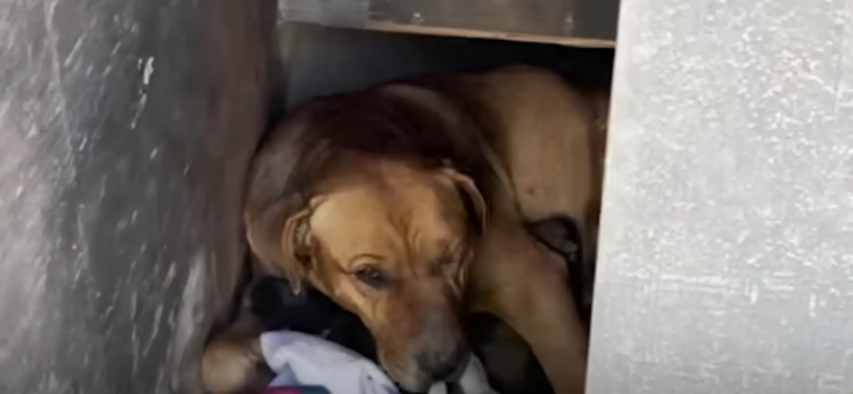 Stray Dog Found Under Ramp in Desert Was Secretly Caring for 10 Tiny Puppies