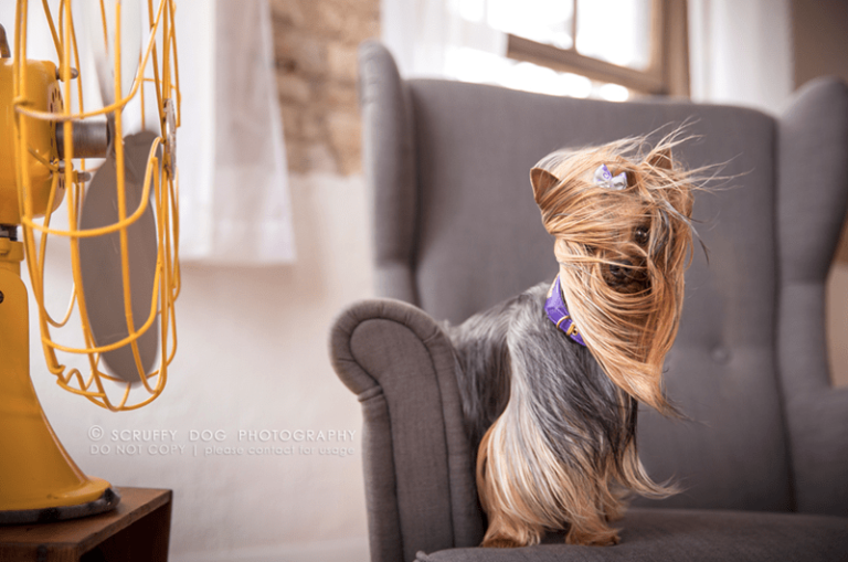 Get Ready to Be Amazed by This Adorable Photo Series of Dogs Enjoying a High-Powered Fan!