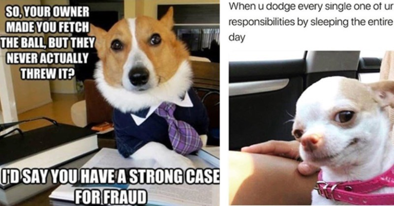 20 Tail Waggin Doggo Memes For Good Boys And Girls