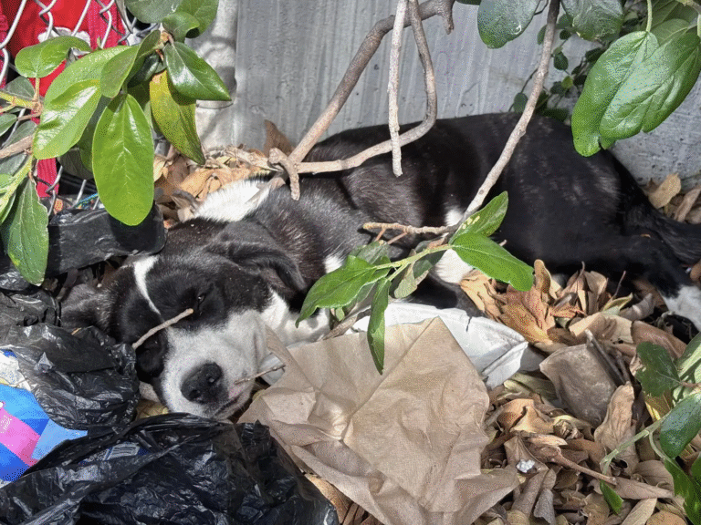 Abandoned and in Pain, She Slept on Garbage Hoping for a Kind Soul