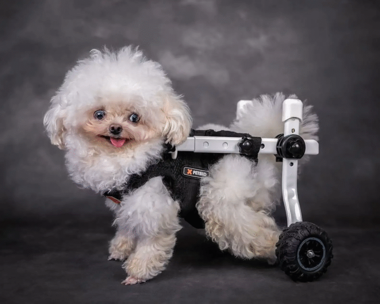 This Lovably Odd Rescue Dog Is Stealing Hearts Everywhere