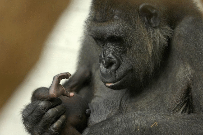 A gorilla refuses to give birth, shocking ultrasound reveals
