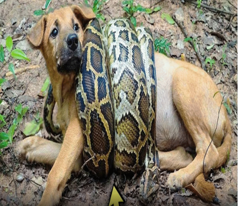 Brave Puppy Saves Mom from Huge Python, Touches Hearts Around the World