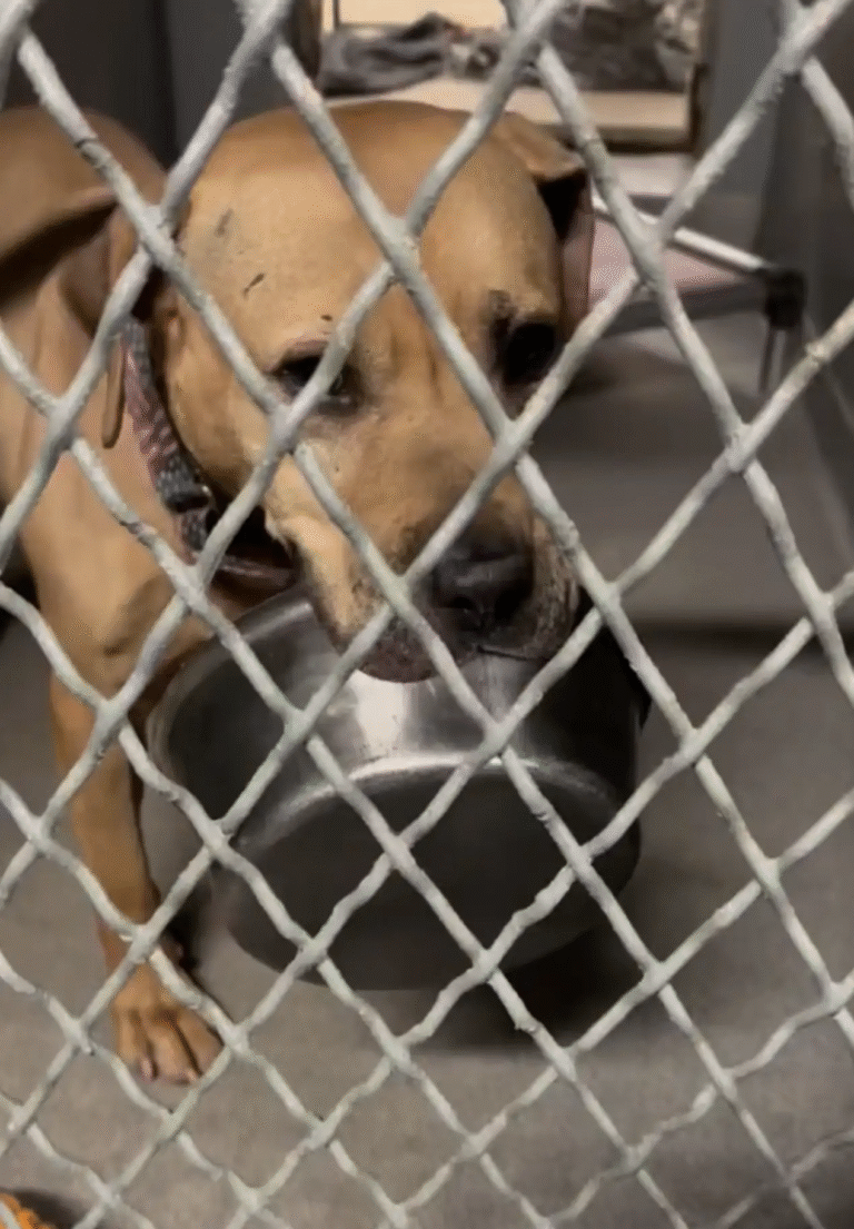 His Only Friend Is a Bowl: The Painful Wait of a Forgotten Shelter Dog