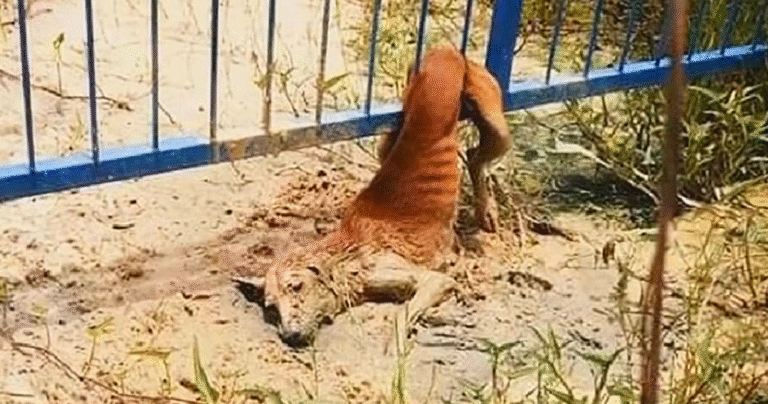 Stray Dog Trapped and Hurt — Community Rallies to Bring Him to Safety